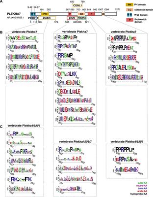 Origin and Evolution of the Multifaceted Adherens Junction Component Plekha7